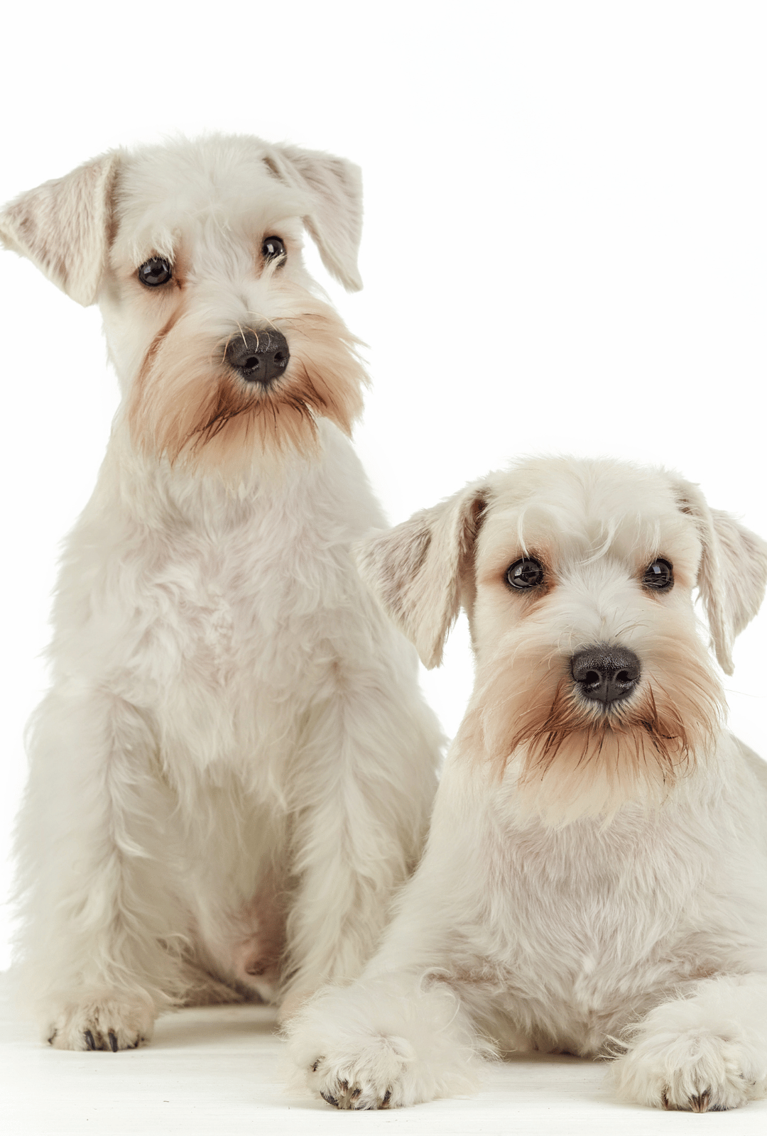 lide carrusel home cachorros schnazuer chile 7