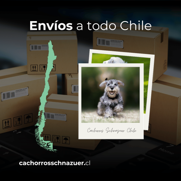 Envíos a todo chile cachorros schnazuer